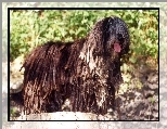 j�zyk, Bergamasco